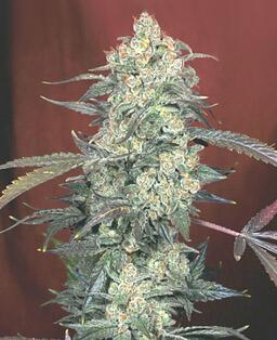 best marijuana seeds to grow