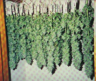 feminized weed seeds for sale