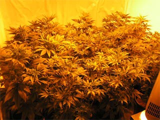 best marijuana seeds