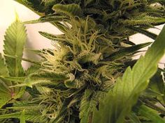 where to buy feminized seeds