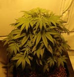 are marijuana seeds legal in the usa