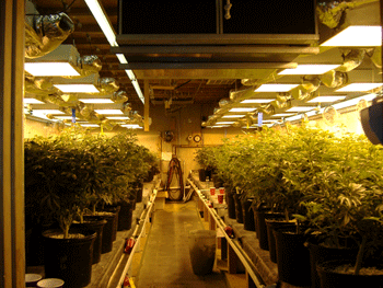 arrested for ordering marijuana seeds online