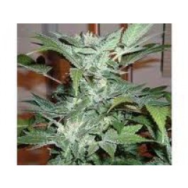 blueberry yum yum weed seeds for sale