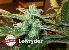 best seeds to grow weed indoors