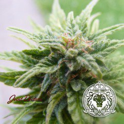 best place to buy pot seeds online