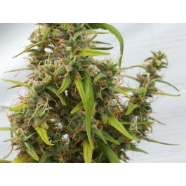 best american cannabis seeds