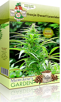 cannabis female seedling