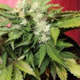 best marijuana seeds online