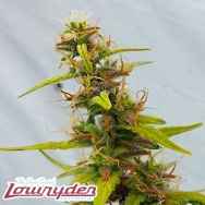 cannabis seed growing upside down