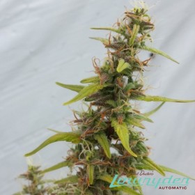 feminised seeds for sale