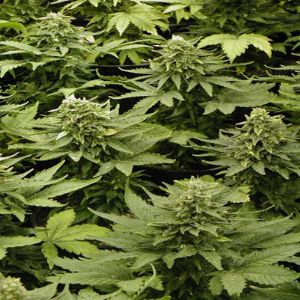 cannabis autoflowering seeds