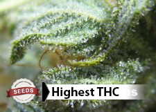 best marijuana seed websites