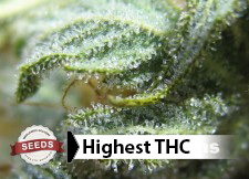 best outdoor weed seeds canada