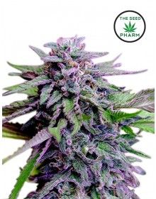 marijuana seeds feminized