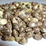 buy weed seed in uk