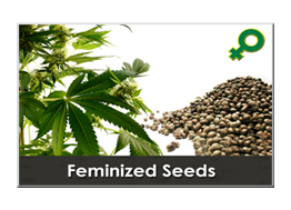 canabis seeds