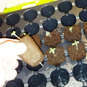 1 week old seedlings cannabis