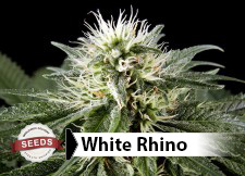 buy marijuana seeds online ship to usa