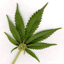 amsterdam seeds marijuana