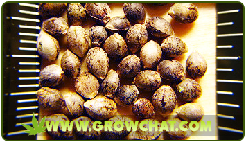 azura weed seeds