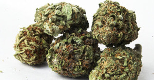 buy marijuana seeds boulder