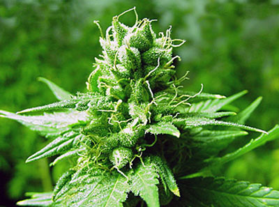 buy female cannabis seeds uk