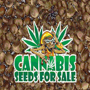 can you smoke weed seeds