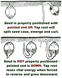 cannabis seed banks in america