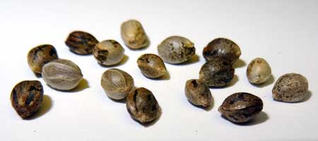 12/12 marijuana growing from seed