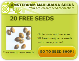 buy single autoflowering cannabis seeds