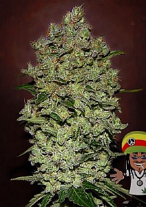 medical marijuana seeds for sale