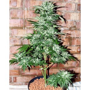 feminised skunk seeds