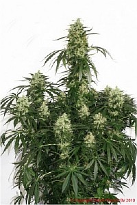420 cannabis seeds
