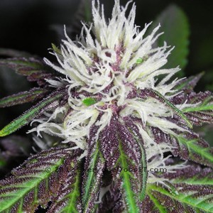 5 pack cannabis seeds