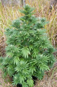 buy marijuana seeds online cheap