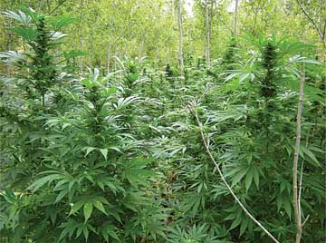the best marijuana seeds