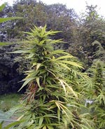 2 week old marijuana seedling