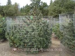 cannabis feminized seeds for sale