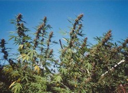 best marijuana seeds for sale in usa