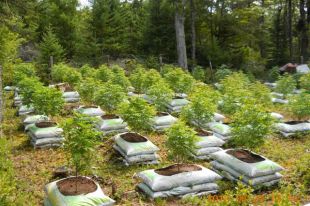 can you buy weed seeds online