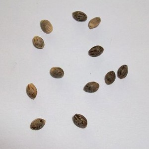 cannabis kush seeds