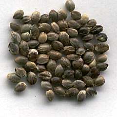cannabis seed germination time