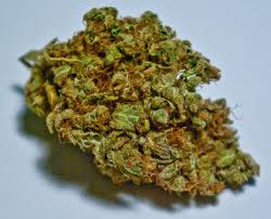 best indoor seeds cannabis