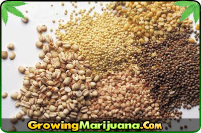 austrian cannabis seeds