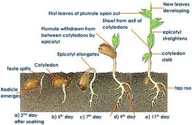 best way to germinate weed seeds 2012