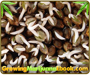 can you germinate weed seeds in a cup of water