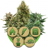 best place to order cannabis seeds