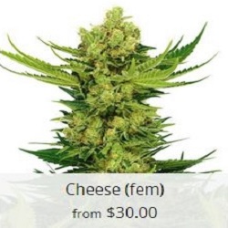 best selling weed seeds