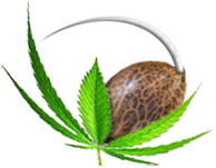 big bud cannabis seeds