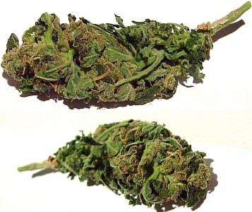 best marijuana seeds grow indoors